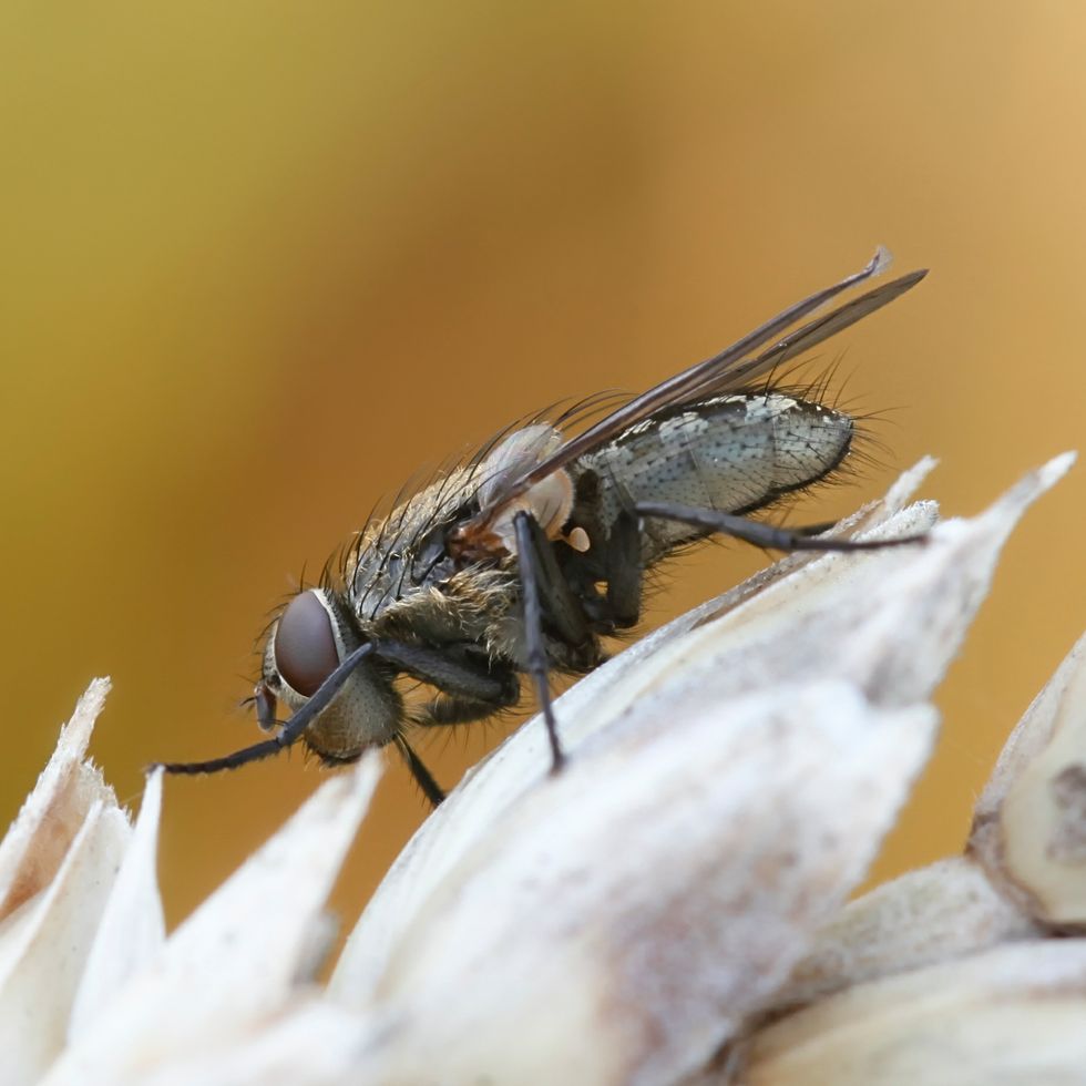 집에서 나오는 벌레 종류, 나오는 장소와 이유, 위험성 및 예방법 18가지 총정리